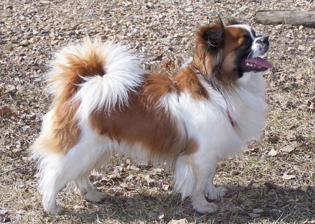 #34. Tibetan spaniel (tie)